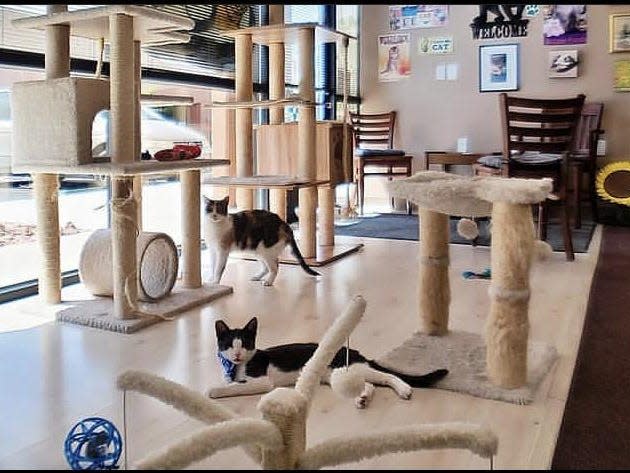 Rescued Treasures Cat Cafe Las Vegas Nevada Photo by Cathy Vandivort