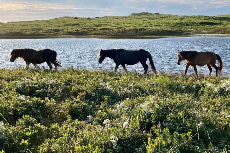 Wild horses on Sable Island in Nova Scotia (via REUTERS)