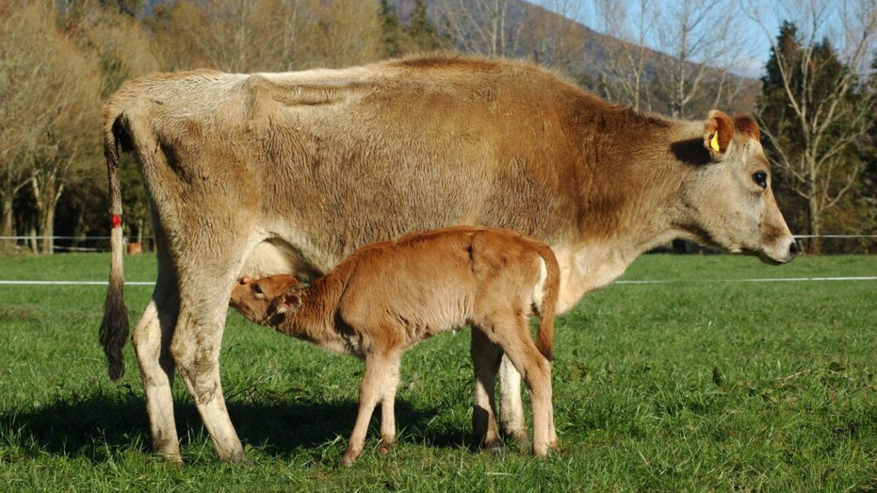 A mother cow and baby calf.