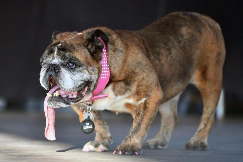 Zsa Zsa, an English Bulldog, stands on stage after winning The World's Ugliest Dog Competition in Petaluma, north of San Francisco, California (AFP/Getty Images)