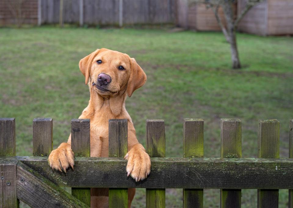 A dog stands up and looks over a fence.