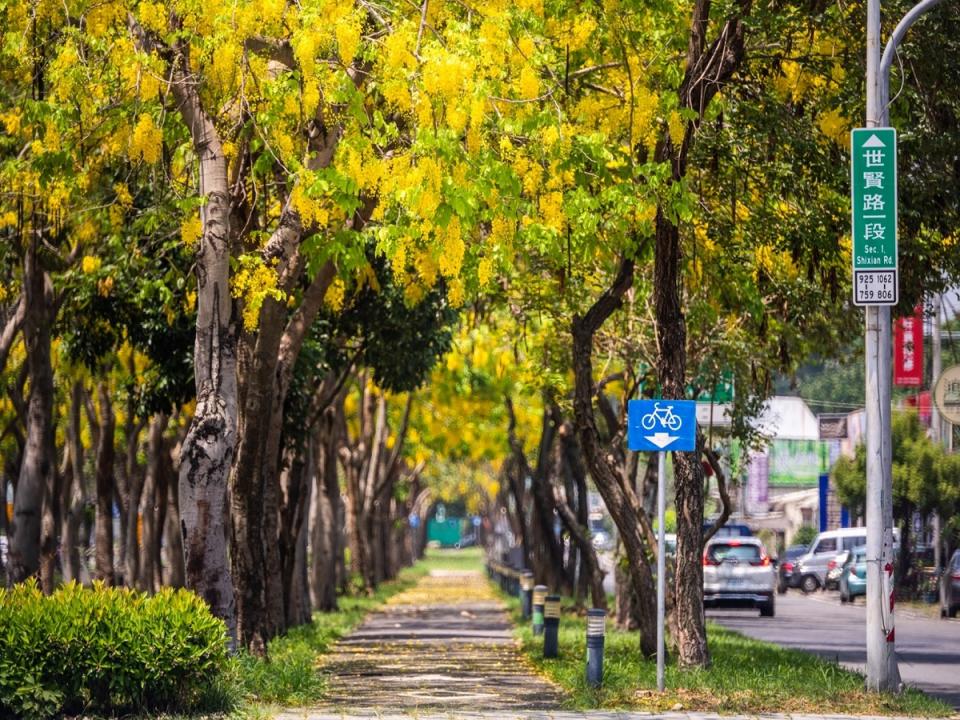 季節限定金黃花海，嘉義市自由路一段是民眾散步休憩、美拍打卡的最佳景點之一。（圖：嘉義市政府提供）