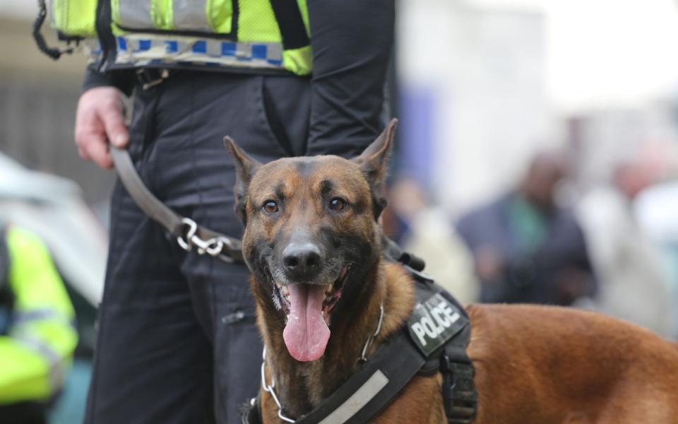 a Belgian Malinois police dog on duty in Liverpool - Barbara Cook/Alamy