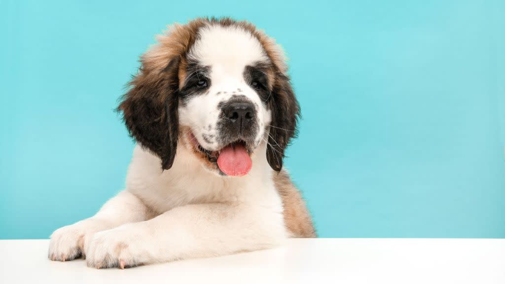 Saint Bernard puppy dog against a white and blue background.