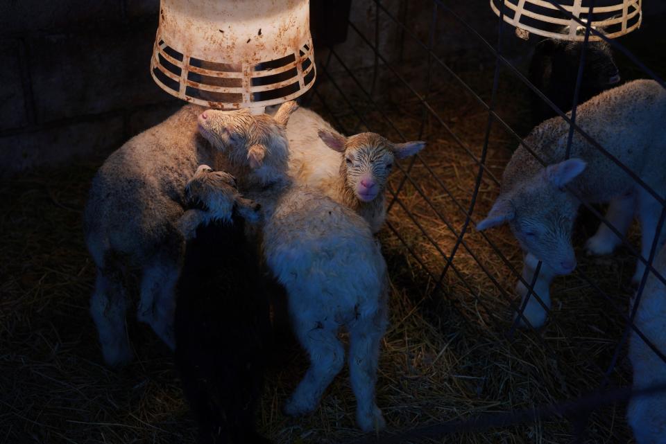 Newborn lambs warm themselves under a heat lamp at Craig Thies' farm near Pipestone, Minn., on Wednesday, May 3, 2023. In many farm families, including Thies', faith and struggle have long coexisted. (AP Photo/Jessie Wardarski)