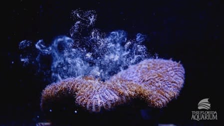 Eggs rise in the water column from a Pillar coral (Dendrogyra cylindricus) as it successfully spawns in an aquarium for the first time at a Florida Aquarium facility in Apollo Beach, Florida