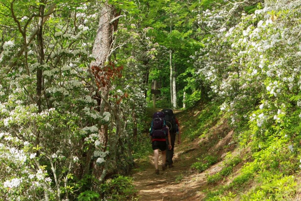 In 2021, more people visited the Great Smoky Mountains National Park than any year before, bouncing back from 2020 with a 57% increase.