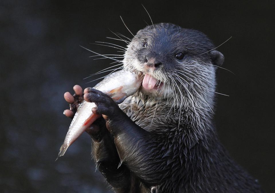 An Asian short-clawed otter eats a fish in its enclosure at Chester Zoo in Chester, northern England, January 5, 2012. The smallest of the world's otter species are part of a breeding programme at the zoo as they are classed as being vulnerable in the wild.  REUTERS/Phil Noble (BRITAIN - Tags: ANIMALS ENVIRONMENT SOCIETY TPX IMAGES OF THE DAY)