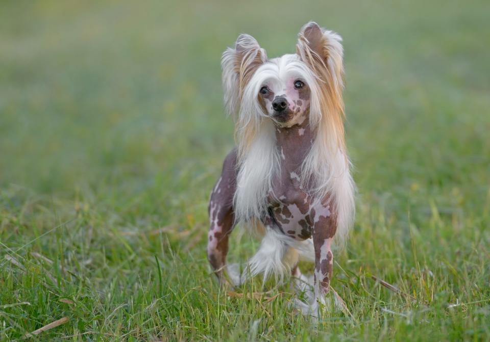 best small dog breeds chinese crested dog