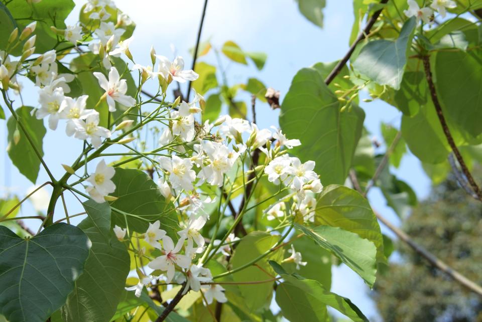 4月17日至5月9日是彰化縣一年一度的桐花祭。   圖：彰化文化局／提供