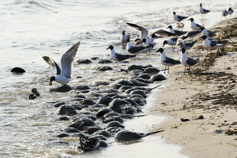 Gulls gather around horseshoe crabs spawning at Reeds Beach in Cape May Court House, N.J., Tuesday, June 13, 2023. The biomedical industry is adopting new standards to protect a primordial sea animal that is a linchpin of the production of vital medicines. But conservationists worry the new approach still doesn't go far enough in protecting horseshoe crabs that are a food for a declining bird species. (AP Photo/Matt Rourke)