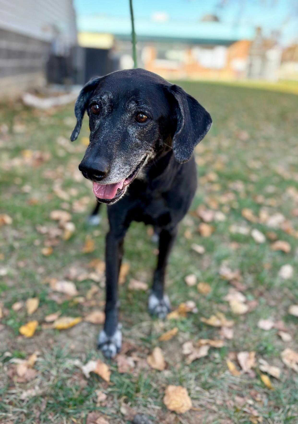 Layla, 10 years old, is a Labrador Retriever Mix available for adoption at the Kentucky Humane Society