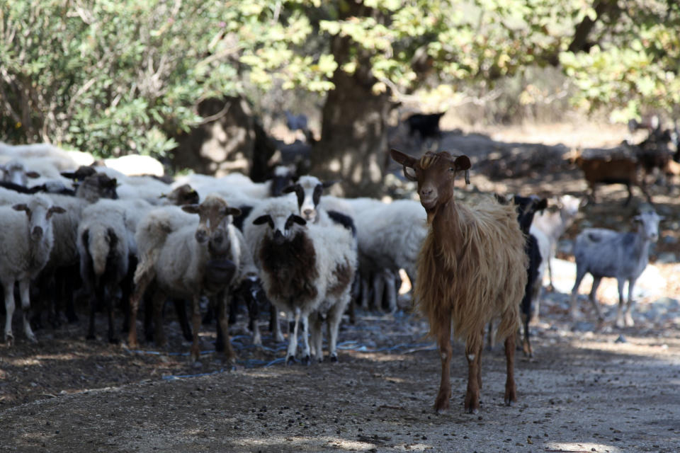 In this Sept. 7, 2019, photo, goats and sheep graze freely near the beach in Kipos village, on Samothraki island, northeastern Greece. Goat herding is a way of life on Samothraki, a hard-to-reach Greek island in the northern Aegean Sea, but experts and locals are working together to control the animal population that has left its mountains barren and islanders under the threat of mudslides. (AP Photo/Iliana Mier)