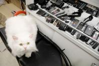 A cat sits next to various typed voice recorder in Seoul