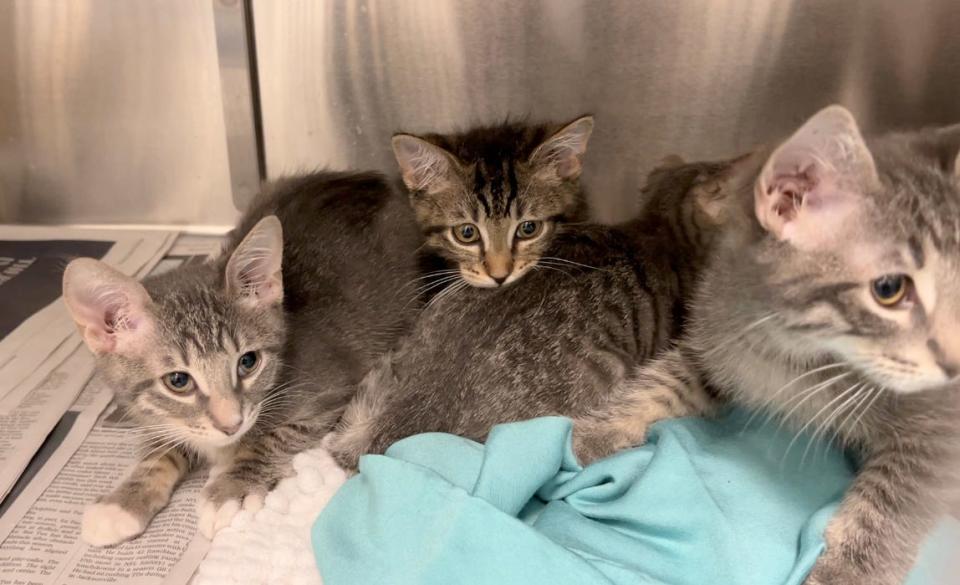 Kittens need to be adopted at Palm Beach County Animal on January 25, 2023.