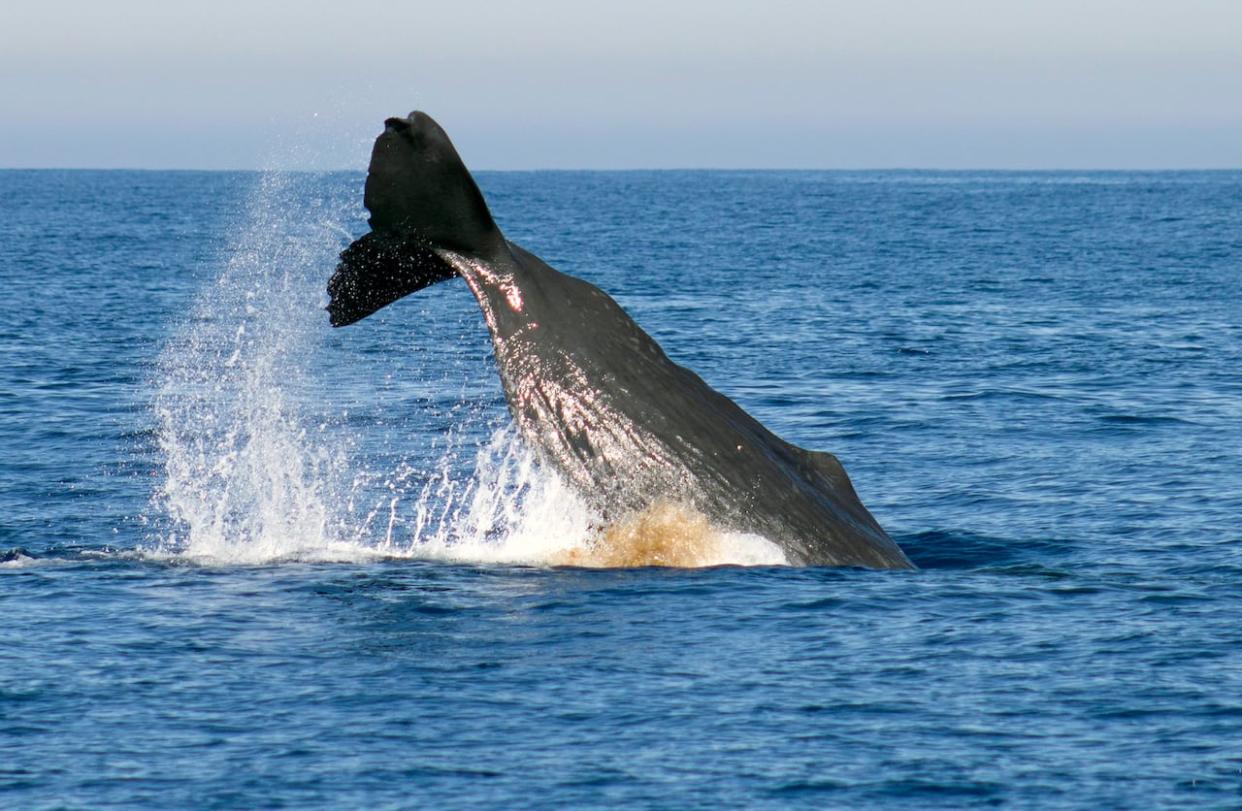 A sperm whale breaches in the waters off the the coast of California. Sperm whales live around the world, mainly in deeper waters far offshore. (Lasanthi Benedict/Associated Press - image credit)