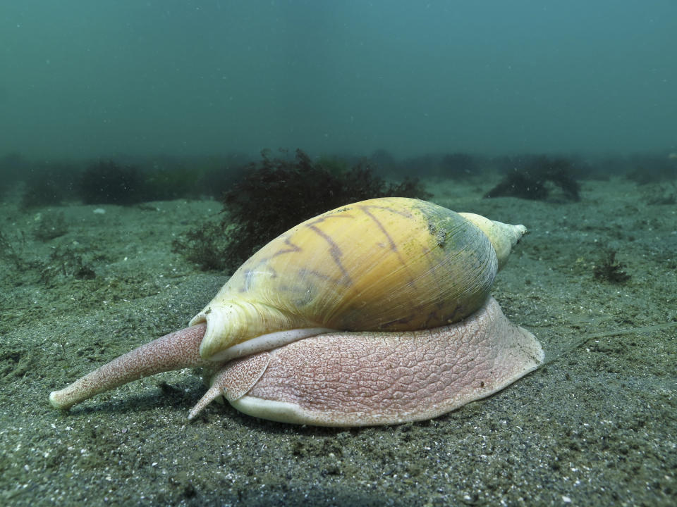 In this undated photo provided by Beagle Secretos del Mar, a snail moves through Beagle Channel in Tierra del Fuego, Argentina. Argentina’s Congress approved on Wednesday, Dec. 12, 2018 two parks in the southernmost Argentine sea, increasing the country’s protected oceans to nearly 10 percent of its total territory and protecting habitat and feeding grounds for penguins, sea lions, sharks and other marine species. (Mariano Rodriguez/Beagle Secretos del Mar via AP)