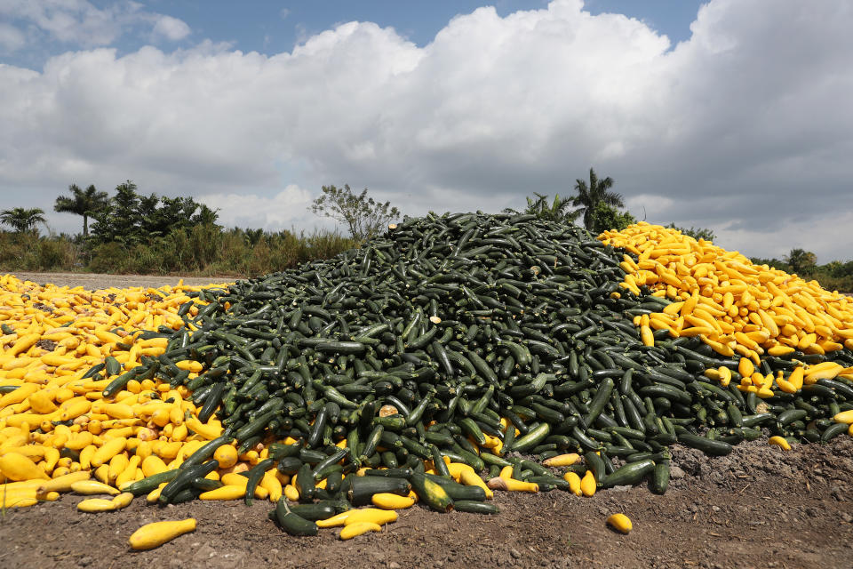 Montañas de verduras son descartadas por agricultores en Florida ante la incapacidad de hacerlos llegar a los mercados luego de que clientes como restaurantes, hoteles y demás han cerrado por la epidemia de coronavirus. Las cedenas de suministros no han podido reajustarse para llevar esos alimentos a personas necesitadas. (Getty Images)