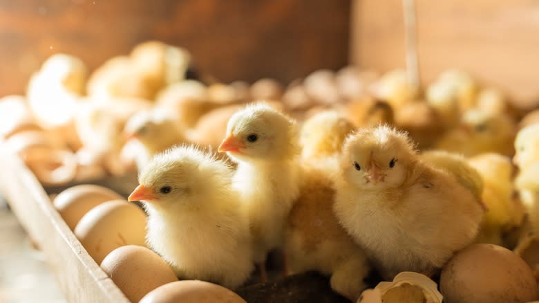 baby chicks with eggs