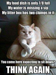 Funniest cat memes