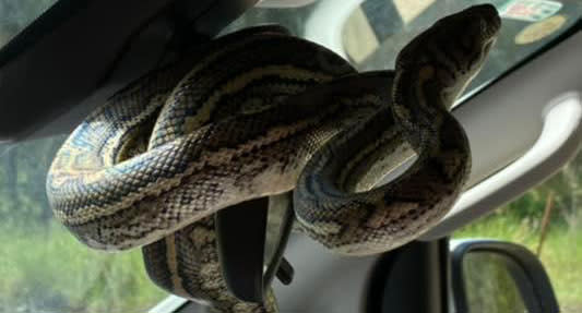 A large carpet python wrapped around the rear view mirror of a car in Queensland. Source: Josh's Snake Catching and Relocation