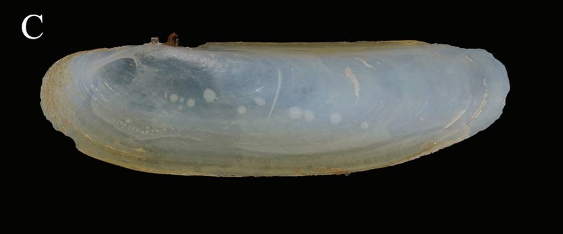 The outside of a Cultellus exilis, or slender razor clam.