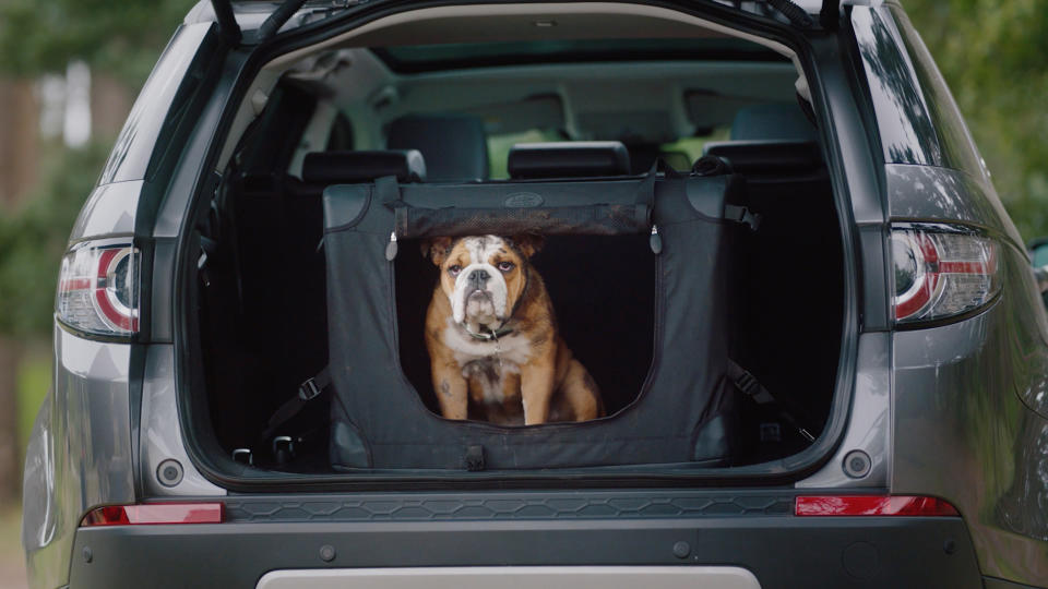 Dog in car