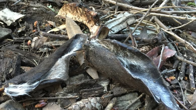 Southern California mountain lions' gene pool is running dry