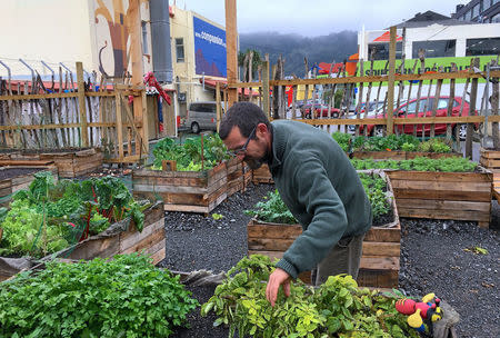 Social worker Matt Petrie inspects a garden that is cared for by guests of the Compassion Soup Kitchen in Wellington, New Zealand, May 15, 2018. REUTERS/Jonathan Barrett/Files