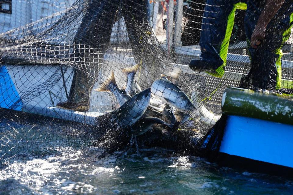 The crew on Riley Starks’ reef net fishing boat off Lummi Island pulled in about a dozen salmon in one catch, pulling about 75 fish total on Sept. 14, 2023. It’s a slow day. In a good year, reef nets can catch hundreds of salmon a day.