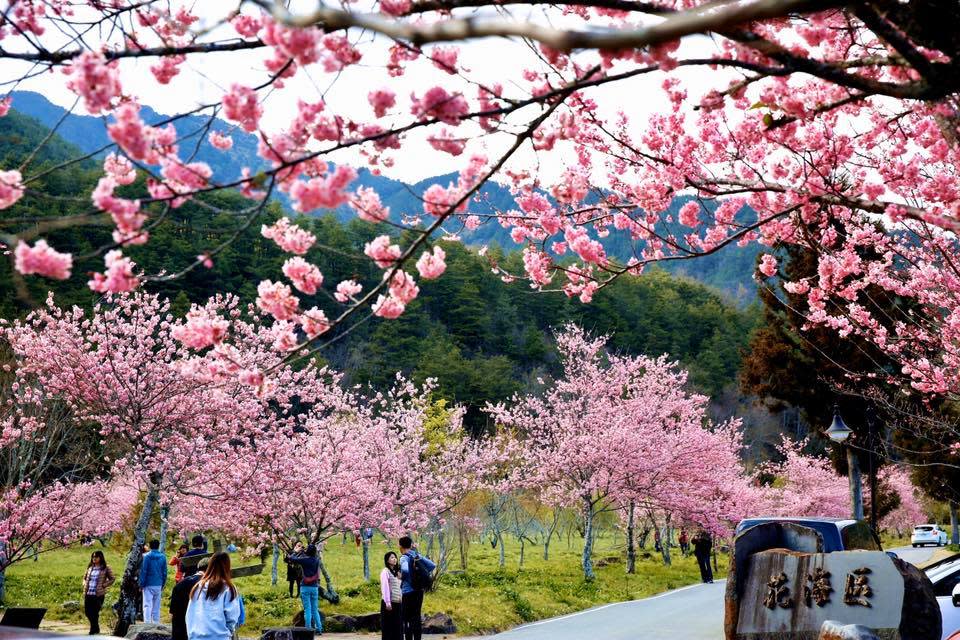 交通部將於12月推出「冬季平日團體旅遊補助專案」。   圖：取自粉專武陵農場 Wuling Farm