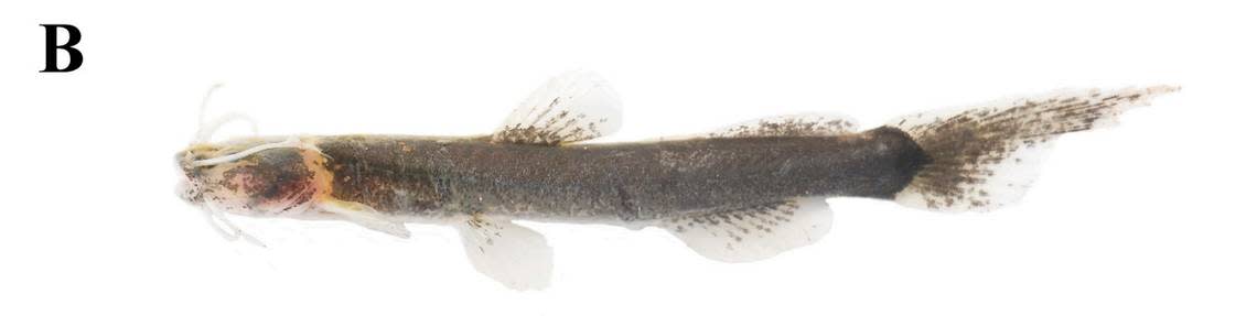 A Pariolius maldonadoi, or Maldonado-Ocampo’s three-barbeled catfish.