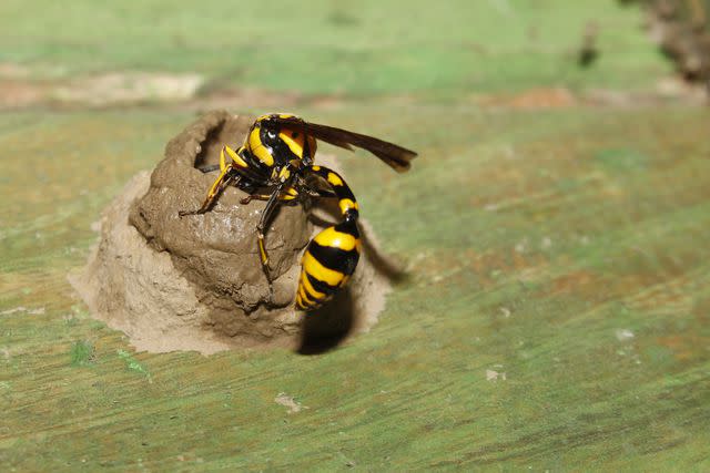 <p>MANORANJAN MISHRA / Getty Images</p> A solitary wasp constructing a mud nest.