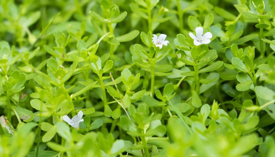 Brahmi is known for its properties of memory enhancing and increasing the intelligence