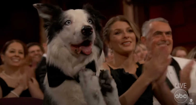 《墜惡真相》裡的牧羊犬梅西參加奧斯卡頒獎典禮，跟著鼓掌的模樣相當可愛。（圖／翻攝自Youtube）