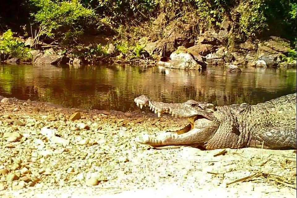 Le crocodile du Siam - Handout / Kaeng Krachan National Park / AFP