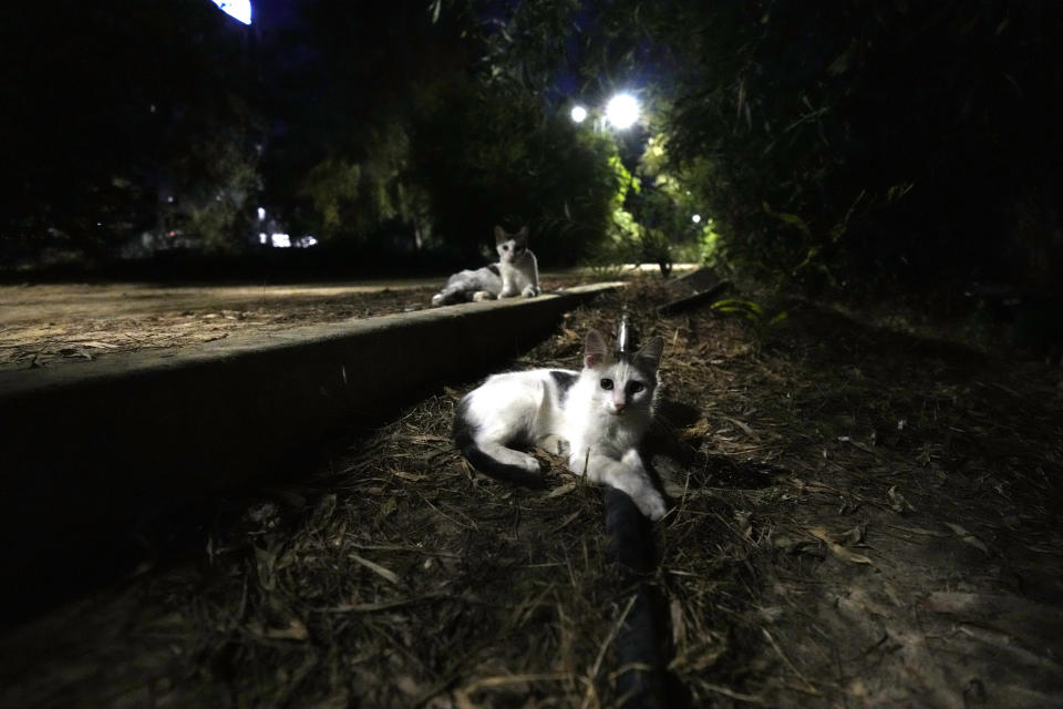 Cats sit in a shelter at the main linear park, in capital Nicosia, Cyprus, Wednesday, July 19, 2023. The head of Cyprus’ veterinarians’ association has dismissed as groundless claims that a lethal mutation of a feline virus has taken the lives of some 300,000 cats, saying they misleadingly depicted the small island nation abroad as a “feline cemetery.” (AP Photo/Petros Karadjias)