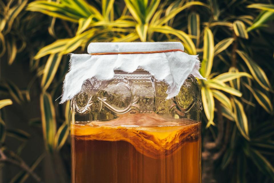 kombucha drink close up scooby culture fermented foods, prebiotic, probiotic, healthy food concept tea drink in a beautiful jar on the background of green plants wellness lifestyle