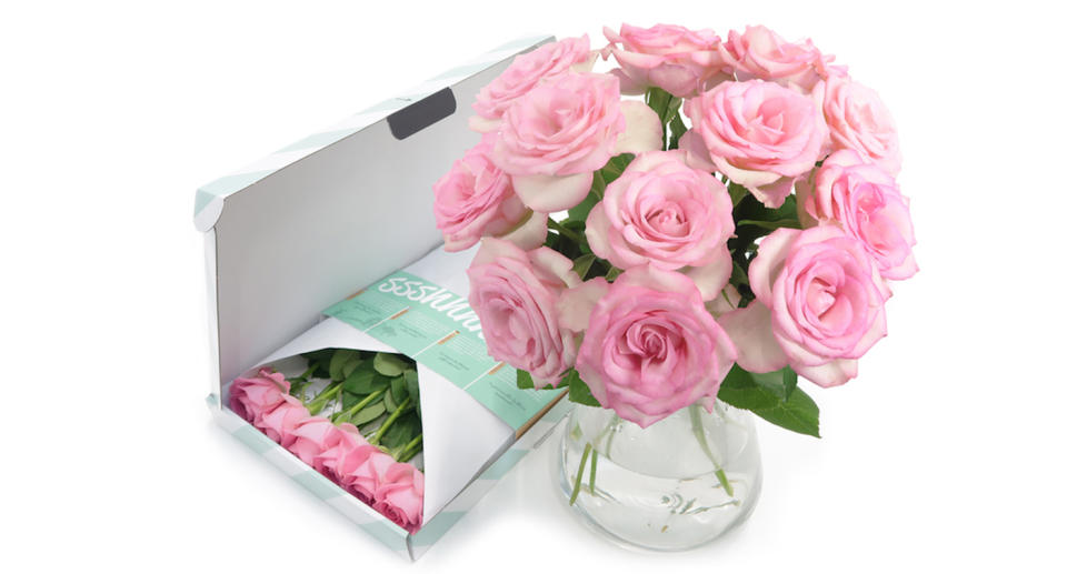 Pink Letterbox Roses 