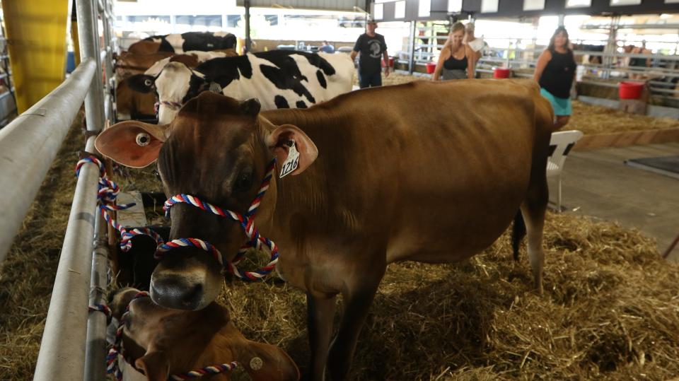 Delaney Westhoff's cow, Bethany, at the Delaware State Fair during it's 100th year in operation on Friday July 19, 2019.