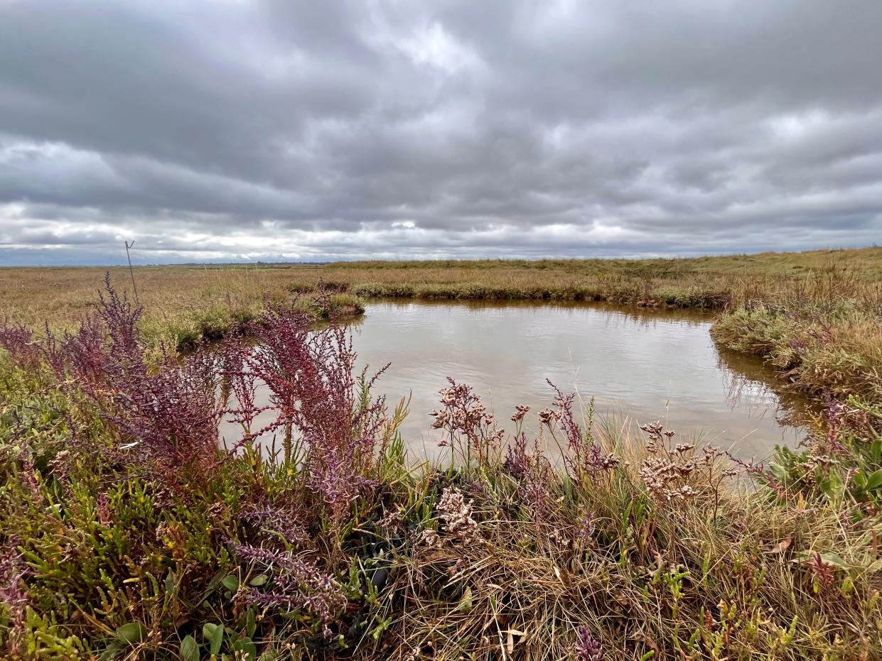 Saltmarsh plant species growing in front of the shallow water of a salt panne in the marsh