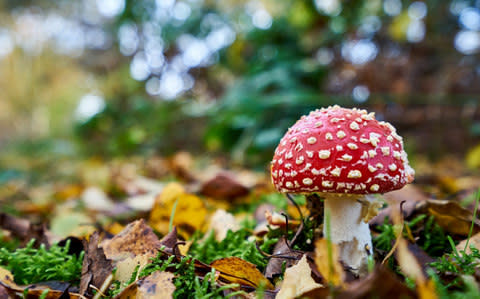 Close-Up Of Fly Agaric Mushroom - Credit: Alaistair Howard-Dobson/EyeEm