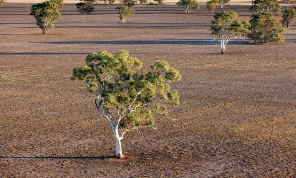 A tree in farming field