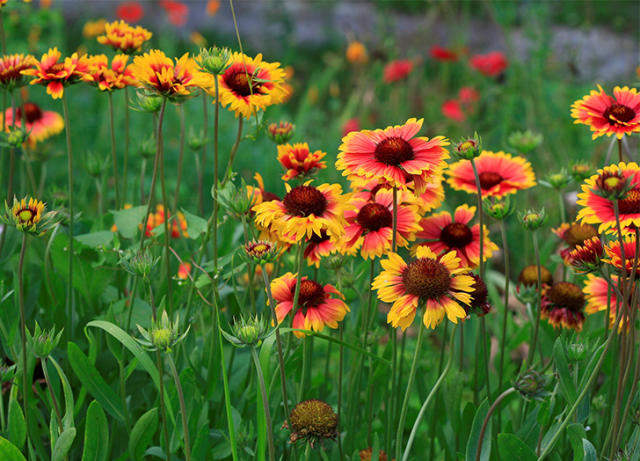 The 15 Best Flowers for a Cut Flower Garden - PureWow