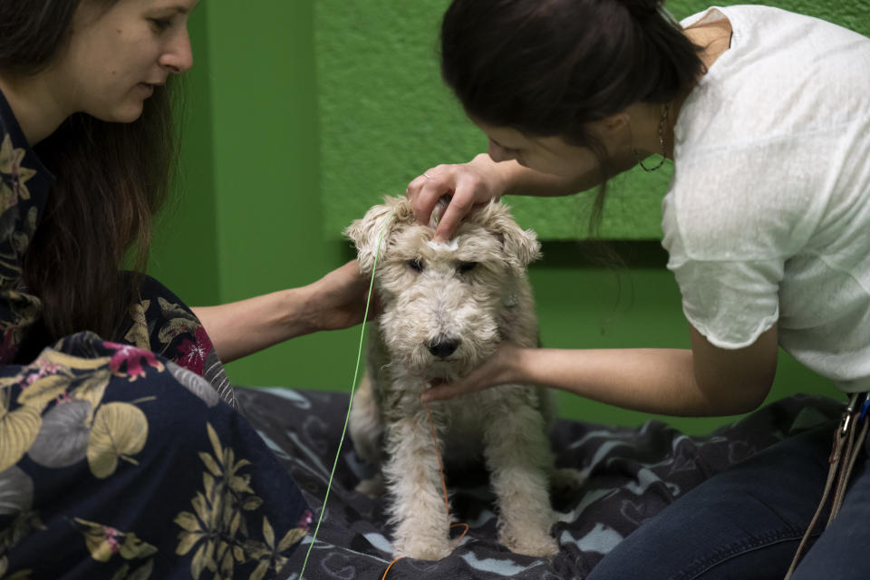 Researcher Marianna Boros attaches electrodes to the head of Cuki, with during an experiment at the department of Ethology of the Eotvos Lorand University in Budapest, Hungary, on Wednesday, March 27, 2024. A new study in Hungary has found that beyond being able to learn how to perform commands, dogs can learn to associate words with specific objects — a relationship with language called referential understanding that had been unproven until now. (AP Photo/Denes Erdos)