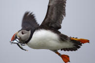 FILE - A puffin prepares to land with a bill full of fish on Eastern Egg Rock off the Maine coast. Puffins died at an alarming rate from starvation because of a shortage of herring. The warming of the planet is taking a deadly toll on seabirds that are suffering population declines because of lack of fish to eat, inability to reproduce, heat waves and extreme weather. (AP Photo/Robert F. Bukaty, File)