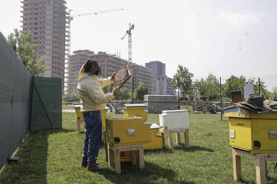 Beekeeper Francesco Capoano moves a frame from a hive at an apiary in Milan, Italy, Thursday, April 22, 2021. A bee collective is introducing 17 new colonies to their new hives on Earth Day, bringing to 1 million Milan's population of honey bees housed in boxes specially designed by artists throughout the city. The seven-year-old project is aimed at educating the public about the importance of bees to the environment, while boosting their population and providing a sweet treat of honey. It is billed as the biggest urban bee collective in Europe. (AP Photo/Luca Bruno)