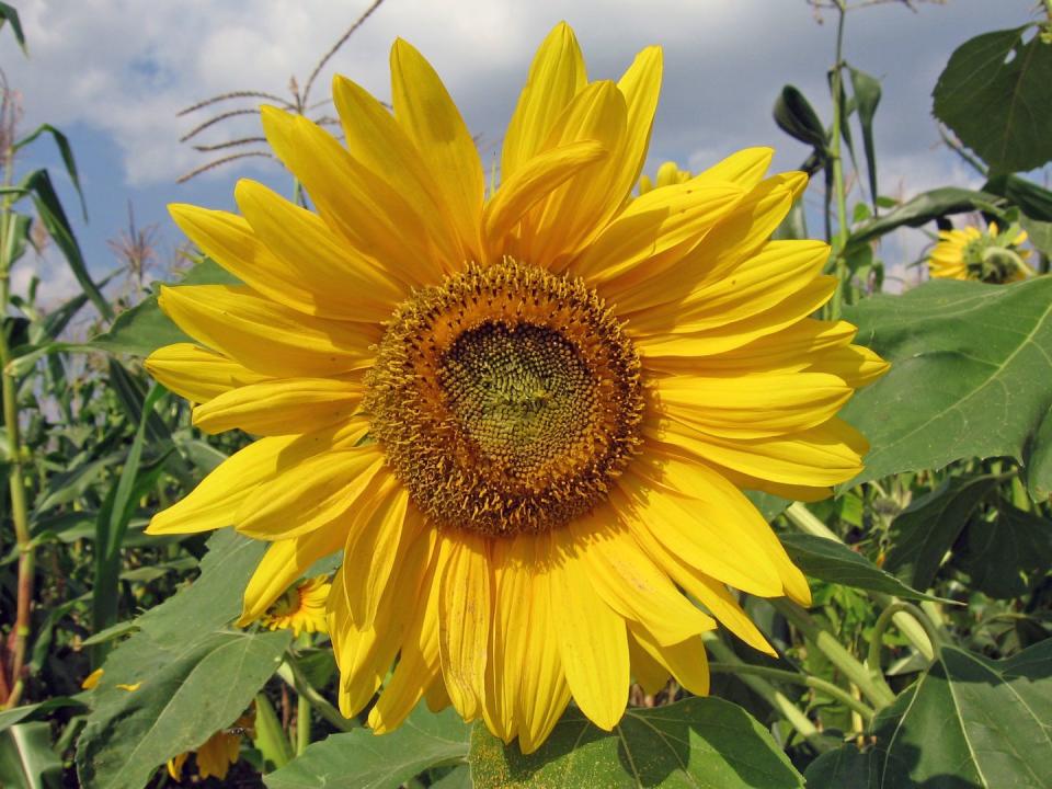 17) Sunflowers