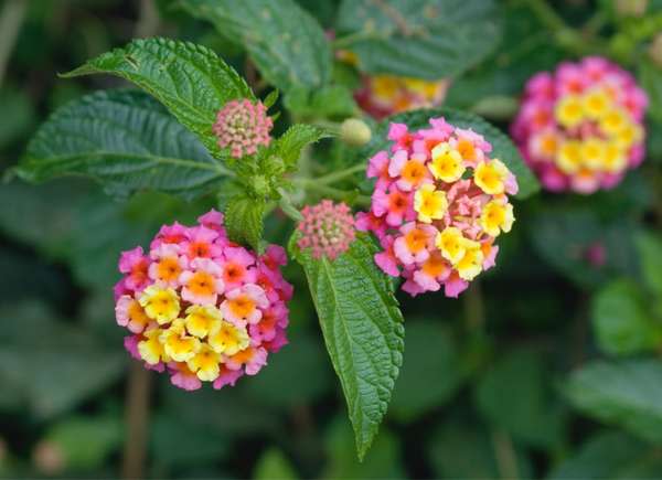 Lantana flowers in clusters of pink, dark pink, yellow and orange blooms.