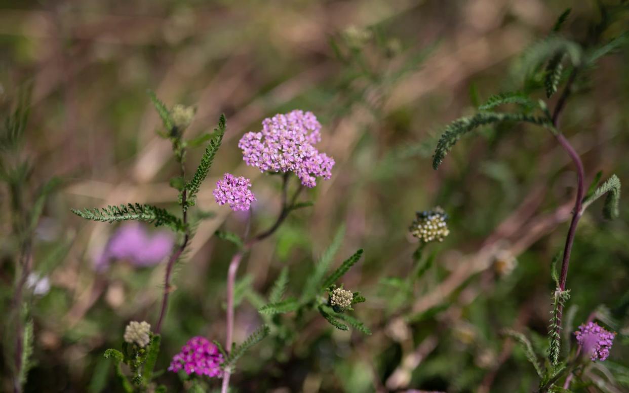 The 10 best all-weather perennials - including the verbena bonariensis - Christopher Pledger